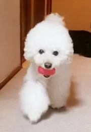 いきの画像