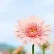 green❁の画像