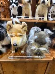 カの画像