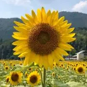 ももの画像