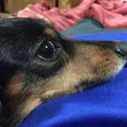 わさび