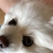 メイメイの画像