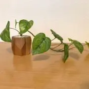 kakoの画像