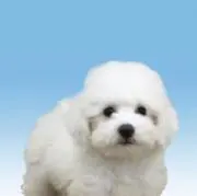 しん