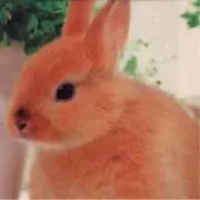 ポチの画像