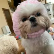 のあ