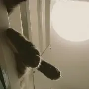 たぁくんの画像