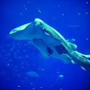 ぽう
