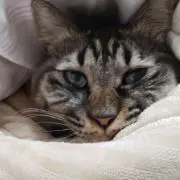 越智敬工