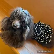 シャネル