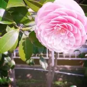 amacoco5の画像
