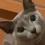きなこの画像