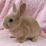 Koの画像