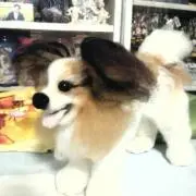 エルビスの画像