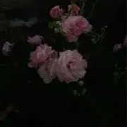 jjの画像