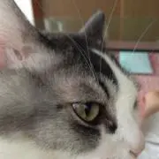 pockyの画像