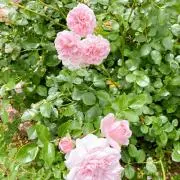 はるん♡の画像