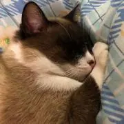 猫侍☆ちゃま