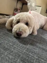 ここちゃん