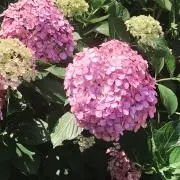 akakの画像