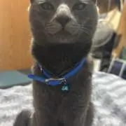 ごんの画像
