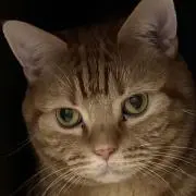Kurumiちゅわんの画像