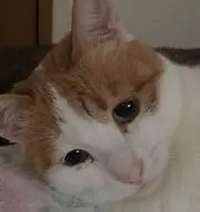 こはちゃんの画像