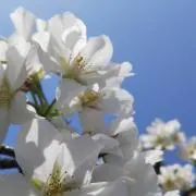 しろりぃの画像