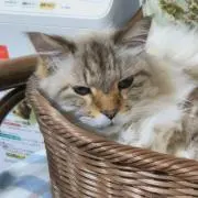 はる☆プロフ必読の画像