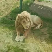 ライオンの画像