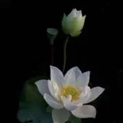 山田岡田の画像