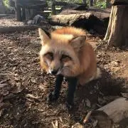 ゴン太の画像