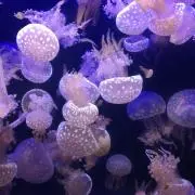 マッチャの画像