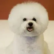 シーの画像