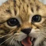 めろんの画像