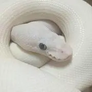 菜花