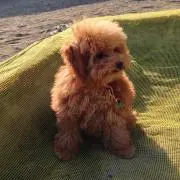 Olieveの画像