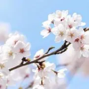 さくらの画像