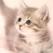 meiyの画像