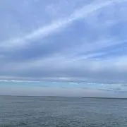 しろくまの画像