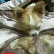 むーたんの画像