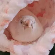 れもんの画像