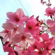 ☆ゆめ☆【価格相談大歓迎‼️】の画像