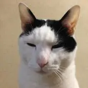 みゃあ