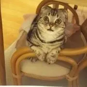 JuJuの画像