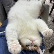 きな小僧の画像