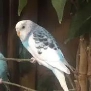 ひまわりの画像