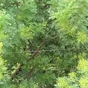 コナプレコ
