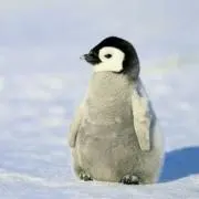 如月凛※即購入可の画像