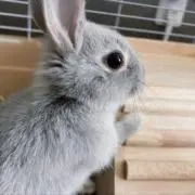 すの画像